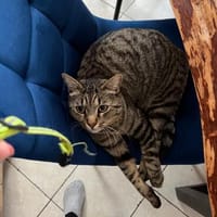 Gras unter den Pfoten: Malte in Ampfing, Kater zur Adoption