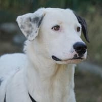 Verhelfen Sie Perro zum Glück?, Hund zur Adoption