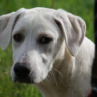 Canada möchte adoptiert werden, Hündin zur Adoption