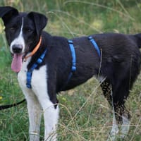 Darf Capitano zu Ihrer Familie gehören?, Hund zur Adoption