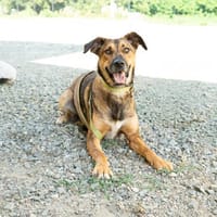Valin sucht endlich sein Körbchen.., Hund zur Adoption