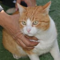 Rossi möchte Ihr Einzelprinz sein, Kater zur Adoption