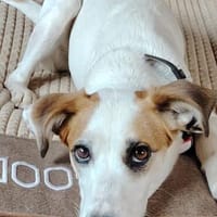 Notfall  Miki! Ein  ❤ auf drei Pfoten, Hund zur Adoption