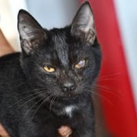 Ciccio möchte Ihnen vertrauen, Kater zur Adoption