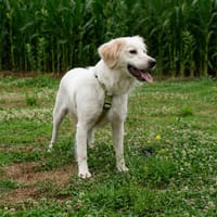 Yuko möchte sein Herz verschenken..., Hund zur Adoption