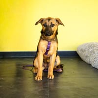 Nanda sucht ein neues zu Hause., Hündin zur Adoption