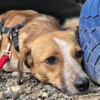 Sherine💕ab dem 15.08.2026 auf PS in 76351 Linkenheim, Hündin zur Adoption