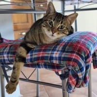 Taube Alice sucht Zuhause, Katze zur Adoption