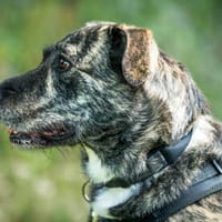 Nano sucht passende Familie, Hund zur Adoption