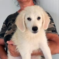 Miele möchte adoptiert werden, Hündin zur Adoption