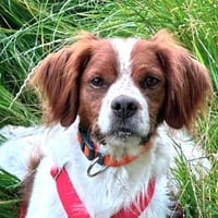Dick - überflüssig und aussortiert, Hund zur Adoption