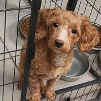 Milton  in 63457 Hanau, Hund zur Adoption