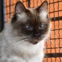Nehmen Sie Luca bei sich auf?, Kater zur Adoption