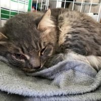 Nehmen Sie blinden Igor bei sich auf?, Kater zur Adoption