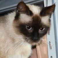 Luce sucht ihr Traumzuhause, Katze zur Adoption
