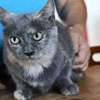 Möchten Sie Cara ein Zuhause geben?, Katze zur Adoption