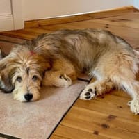 Bezaubernde Ila sucht Zuhause, Hündin zur Adoption