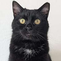 Pantherin Luna sucht Zuhause, Katze zur Adoption
