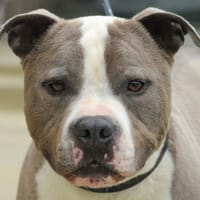 OBELIX, chien à adopter
