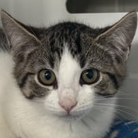HECTORA, chatte à adopter