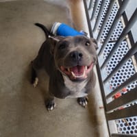 Velma Grey, chienne à adopter