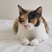 BELLA A17518, chatte à adopter