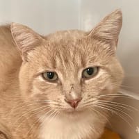 KINDER, chat à adopter