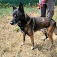 LIPSO, chien à adopter