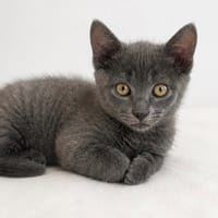 TOBBIE (réservé) A17521, chat à adopter