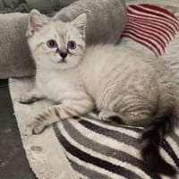 BELLATRIX, chatte à adopter