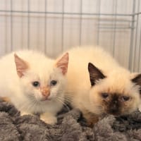 Am CAB6065, chat à adopter