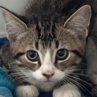 Oliver, chat à adopter