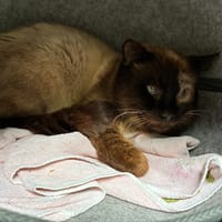 CACAO, chat à adopter