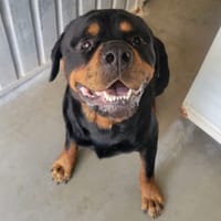 Kaido, chien à adopter