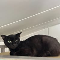 Anguille, chatte à adopter