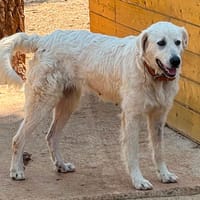 TOSCA, chienne à adopter