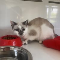 CRAPULE, chatte à adopter