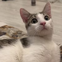 BABOUNE, chat à adopter