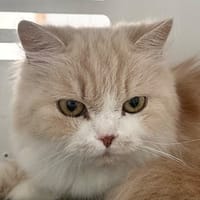 Capucine, chatte à adopter