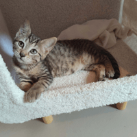 TARA, chatte à adopter