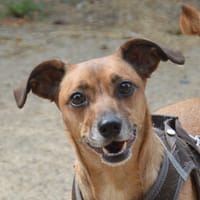 VANILLE CHAO, chienne à adopter