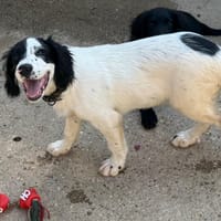 STORM, chien à adopter