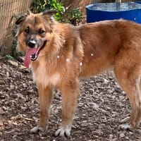 Gustave, chien à adopter