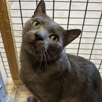 OAK, chat à adopter