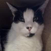 NANOU, chat à adopter