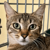 Penelope, chatte à adopter