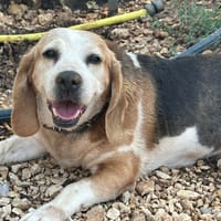 CHOUQUETTE, chienne à adopter