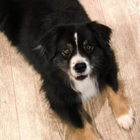 Bobi, chien à adopter