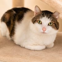 Cacahuete, chat à adopter