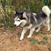 AZZURO  PAA24378, chien à adopter